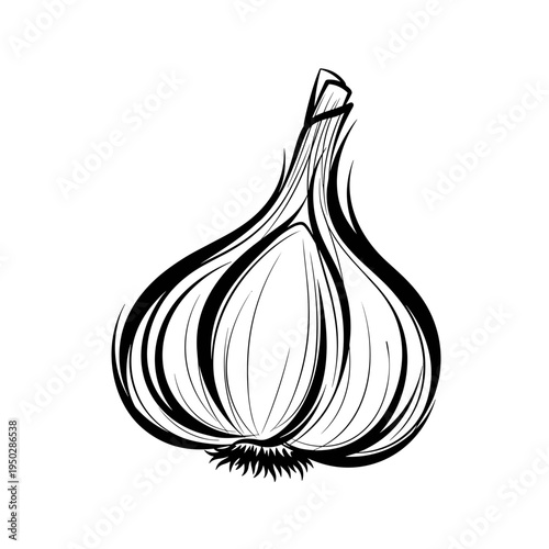 Black and white outline of garlic bulb in minimalist style  