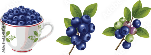 Blueberry fruit illustration set. Cup full of blueberries and berry branches with leaves. Fresh organic blueberry elements for healthy food design, farm products and natural packaging.