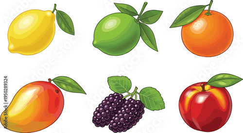 Citrus and tropical fruit vector set. Lemon, lime, mandarin, mango, mulberry and nectarine illustrations. Fresh organic fruit icons for grocery design, packaging and healthy food themes.