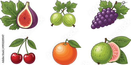 Tropical and garden fruit vector set. Fig, gooseberries, grapes, cherries, grapefruit and guava illustrations. Fresh organic fruit collection for grocery design, packaging and healthy food themes.