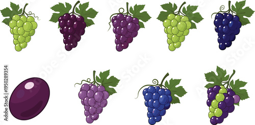 Grapes fruit vector set with labels. Green, purple and blue grape bunches with leaves. Fresh vineyard fruit icons for wine labels, farm packaging and organic food design.