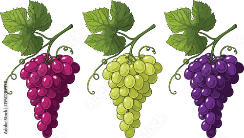 Grape bunch botanical vector set. Purple, red and green grapes with vine leaves. Fresh vineyard fruit illustration for wine labels, farm packaging and organic food design.