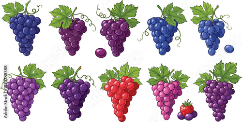 Grape bunch vector collection. Purple, blue, pink and red grapes with vine leaves. Fresh vineyard fruit set for wine labels, farm packaging and organic food design.