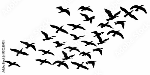 A flock of birds flying together in the air