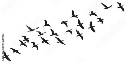 A flock of birds flying in formation