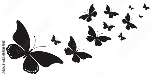 A group of black butterflies flying together