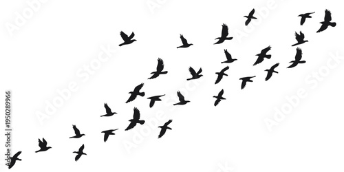 A flock of birds flying in formation