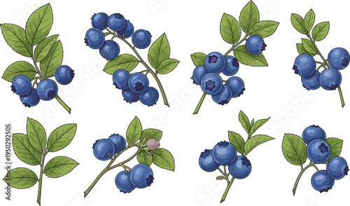 Blueberry branches watercolor set. Fresh wild blueberries with green leaves. Hand drawn botanical berry illustration collection.