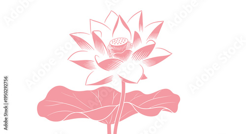 A delicate illustration depicts a pink lotus flower in full bloom showcasing its symmetrical petals and central seed pod