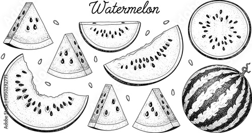 Hand drawn watermelon fruit sketch set. Vintage engraved watermelon slices and whole fruit. Black and white botanical food illustration collection.