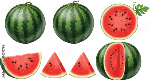Watermelon whole and sliced vector set. Fresh juicy summer fruit collection. Realistic watermelon slices, half cut and whole watermelon isolated illustration.