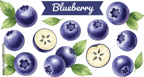 Blueberry fruit vector set. Fresh ripe blueberries with leaves and sliced berry. Juicy organic berry illustration collection.