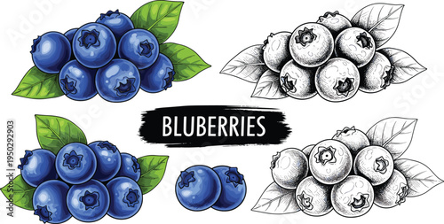 Blueberries fruit vector set. Fresh blueberry clusters with leaves and vintage sketch style berries. Colored and black white botanical illustration collection.