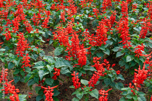 Red Salvia splendens Vista Red blooming in the flowerbed.