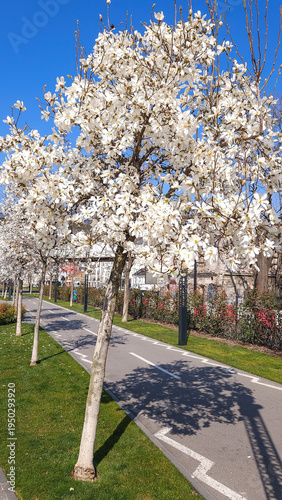 Blooming Magnolia Tree Along Urban Bike Path in Spring