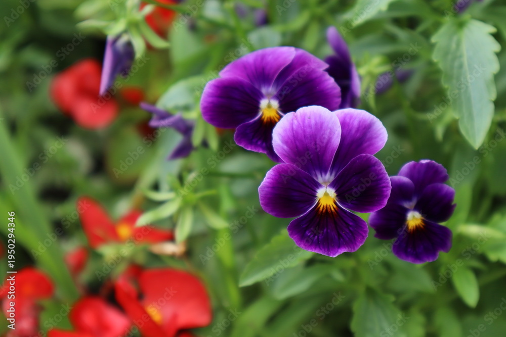 Fototapeta premium Viola flowers in the garden. Beauty in nature.