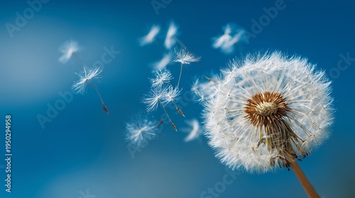 Dandelion seed head releases delicate seeds into a bright blue sky on a sunny day with passing clouds