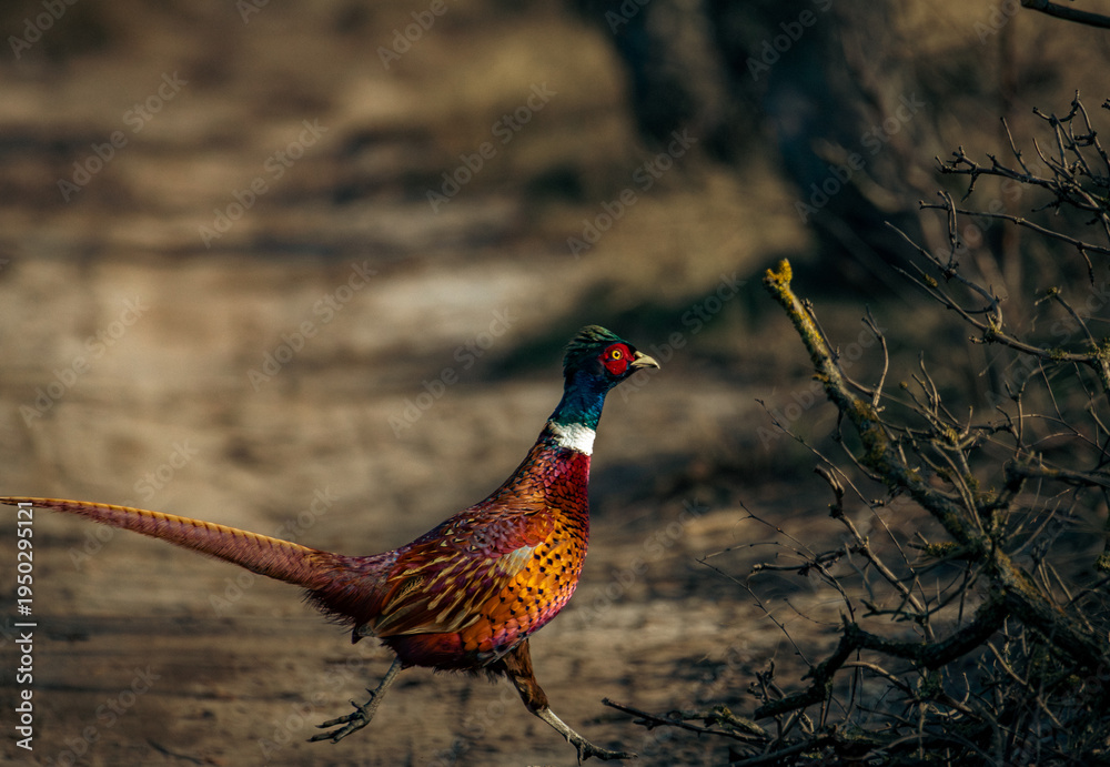 Fototapeta premium pheasant in the wild