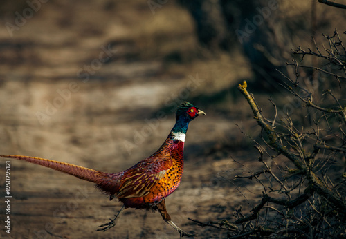 pheasant in the wild
