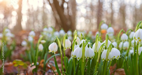Close-up of blooming spring snowflake flowers (Leucojum vernum) growing in a forest. Fresh white blossoms with green stems in soft natural light create a peaceful spring nature scene.