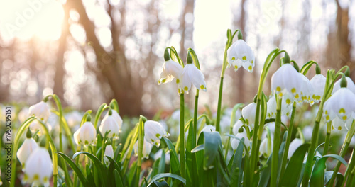 Close-up of blooming spring snowflake flowers (Leucojum vernum) growing in a forest. Fresh white blossoms with green stems in soft natural light create a peaceful spring nature scene.