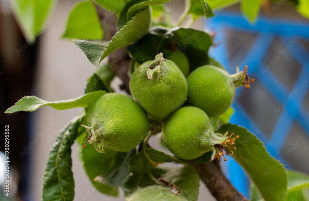 Obraz premium Cluster of young green apples growing on apple tree branch close up