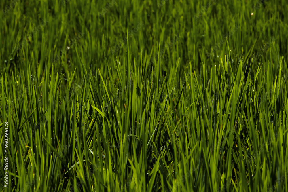 Obraz premium Vibrant green grass blades in high contrast light and shadow. Ideal for organic textures, environmental concepts, lawn care, and sustainability-themed backgrounds.