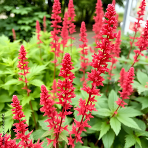 Astilbe japonica red sentinel in garden. Red flowers of Astilbe japonica