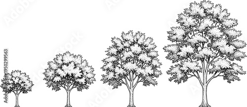 Vintage engraving style illustration of four trees showing life cycle growth stages from sapling to mature plant isolated on white background vector