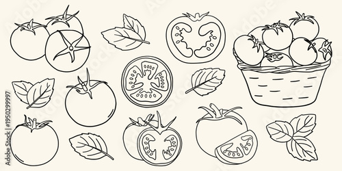Hand drawn tomato and basil. Fresh garden tomatoes, basil, cherry tomatoes, tomato slice and basket of ripe tomatoes. Organic vegetable food doodles for farm market, cooking, kitchen and recipe.