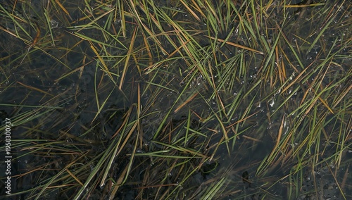 Lying submerged marsh grasses crossing diagonally in shallow marsh water, with bubbles and detritus
