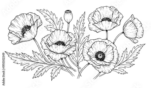 A delicate black and white illustration of poppy flowers and leaves