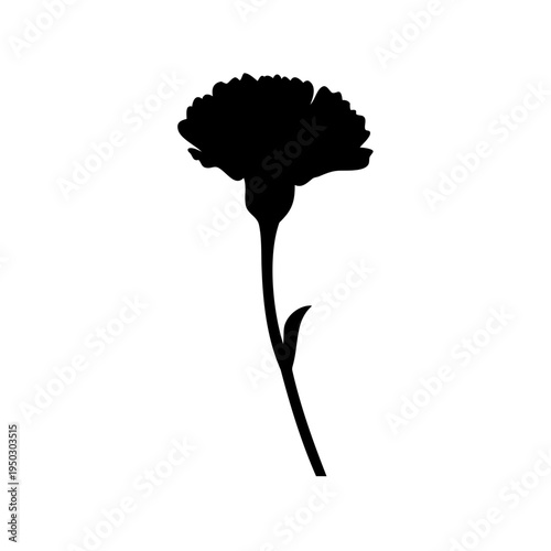 A striking silhouette of a carnation flower against a bright white background