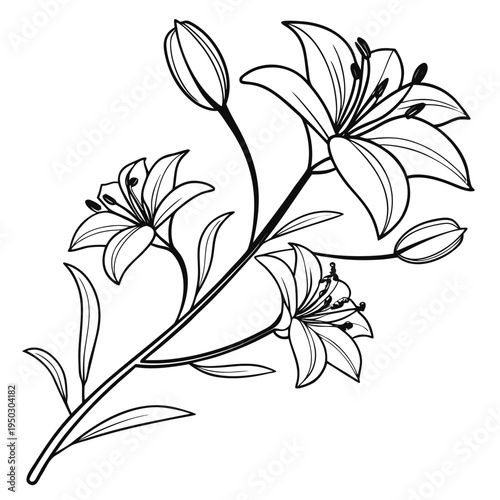 Elegant line drawing of a flowering plant with delicate blossoms and slender stems