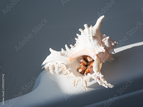 Canvas-taulu White murex seashell with small patterned shells inside