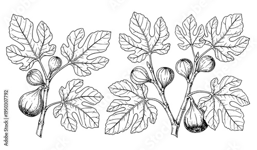 A black and white vector illustration of fig branches with leaves and fruit