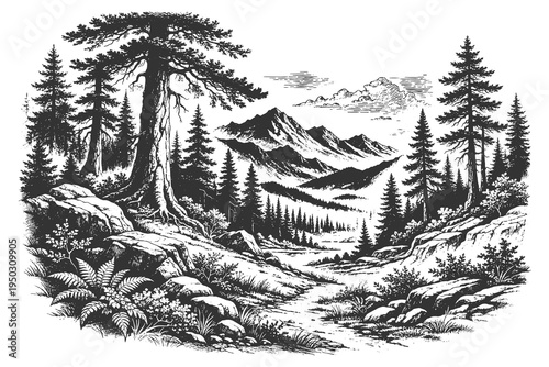 Majestic Pine Forest and Rocky Mountain Valley Landscape Illustration in Detailed Vintage Hand Drawn Engraving and Line Art Vector Style.