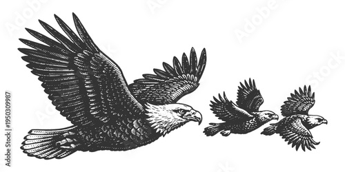 Group of Bald Eagles Flying in the Sky with Detailed Feather Texture in Traditional Black and White Hand Drawn Vector Engraving Style.