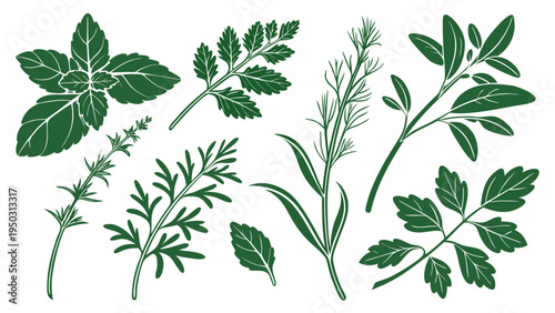 Set of green botanical herb branches and leaves isolated on white background hand drawn illustration