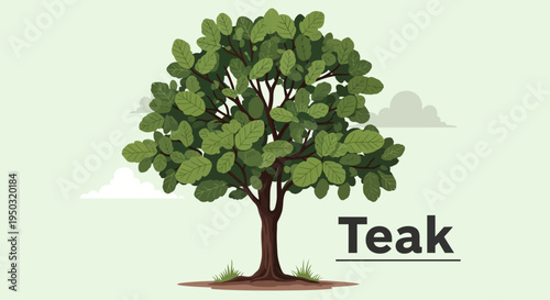 Teak Tree Illustration: Lush Green Foliage and Detailed Trunk on a Light Background