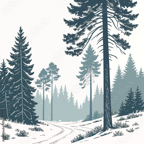 A forest with a road and many tall trees