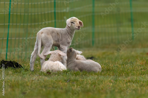 Aufnahme von Osterlämmern auf einer Wiese.