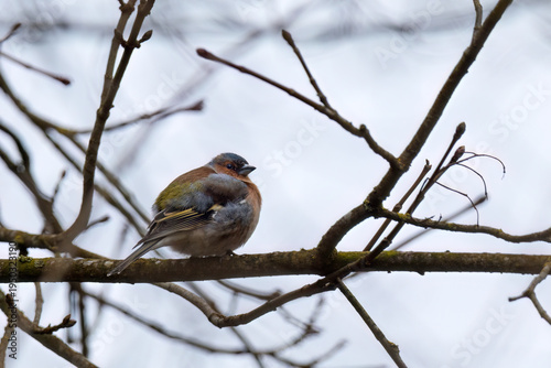 Aufnahme eines sitzenden und dicken Buchfinkes, auf einem Zweig.