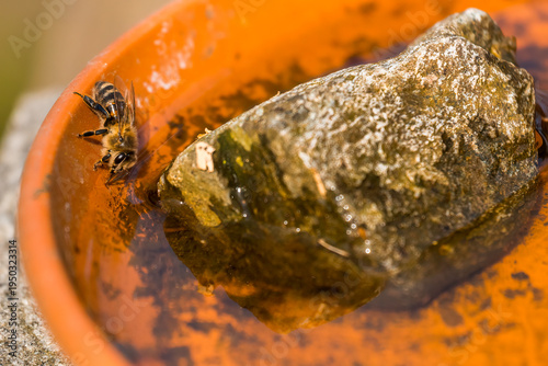 Aufnahme einer Honigbiene beim Trinken.