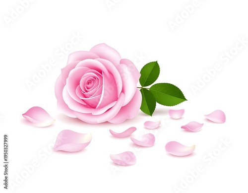 Elegant pink rose bloom lies amid softly scattered petals, bright green leaves on pure white backdrop