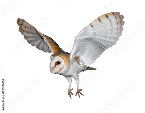 Flying barn owl with open wings and brown accents isolated on a white background