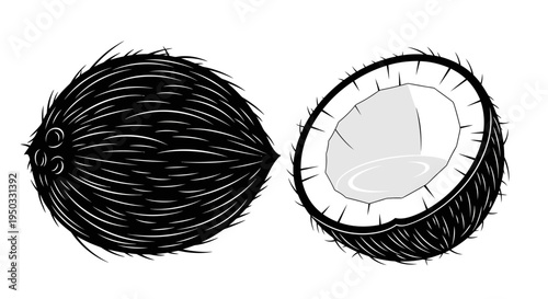 Whole Coconut and Halved Coconut with Flesh and Water, Tropical Fruit Illustration