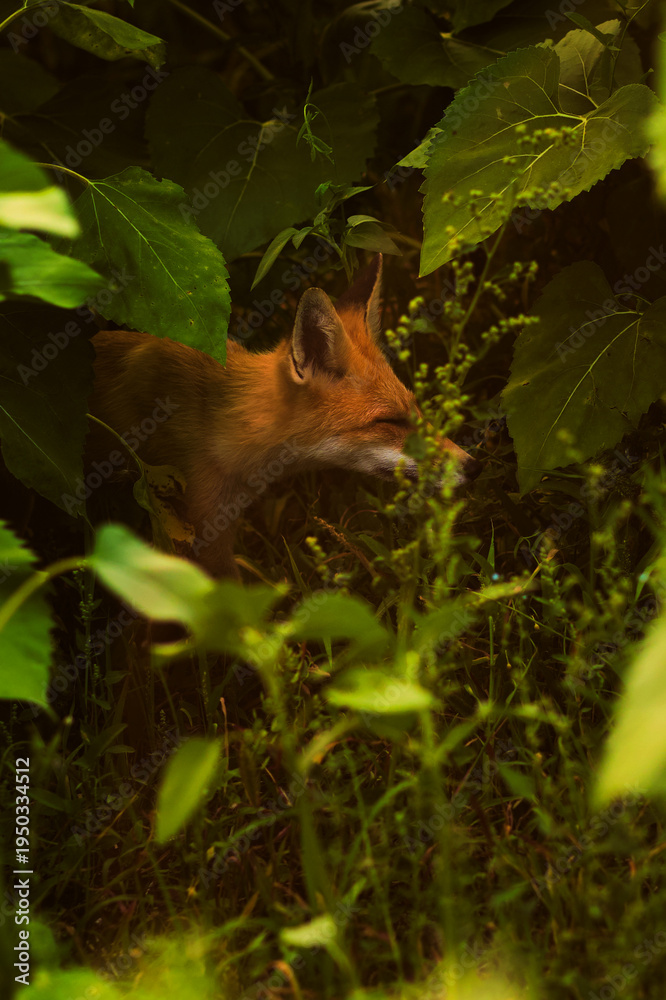Fototapeta premium Red fox walking quietly through dense green forest vegetation, partially hidden among leaves and plants in soft natural light. The atmospheric wildlife moment reflects the beauty of nature and the