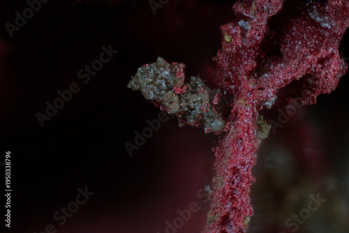 Macro image of cinnabar deep red scarlet granular drusy crystals with translucent white-yellow calcite from Altai, Russia, 9x magnification, 4mm field — scientific value for mineralization study