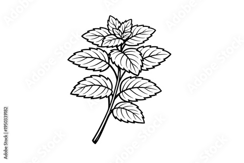 Simple Black and White Outline Drawing of a Fresh Mint Plant Branch with Multiple Aromatic Leaves, Minimalist Botanical Line Art Vector Illustration for Coloring Book, Food Packaging, and Herb Art